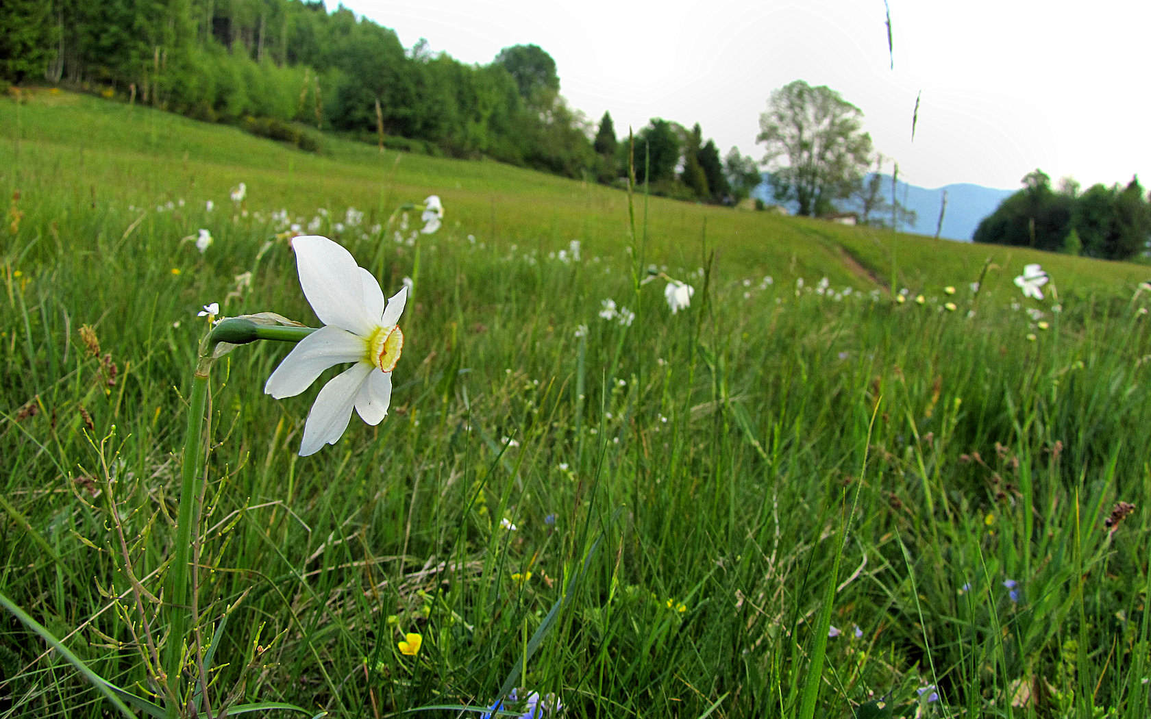 pascolo alpino